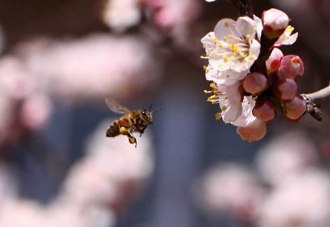 蘇拉威西蜂有哪些特點(diǎn)呢？