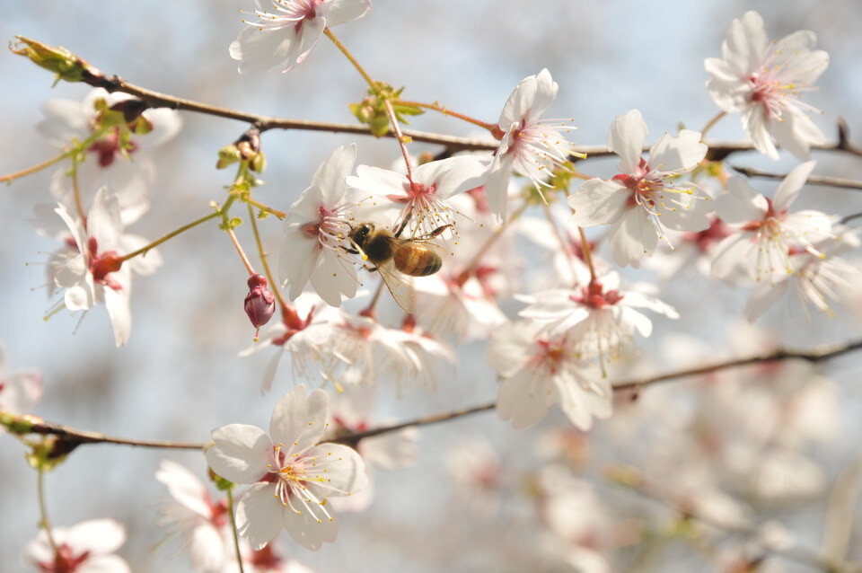 花蜜和蜂蜜是什么關系（蜂蜜和花蜜有什么區別）