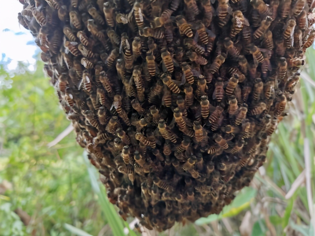 蜜蜂飛逃是蜂王最后出來嗎（蜂群怎么會突然飛逃）