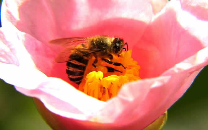 蜜蜂比喻生活中的什么