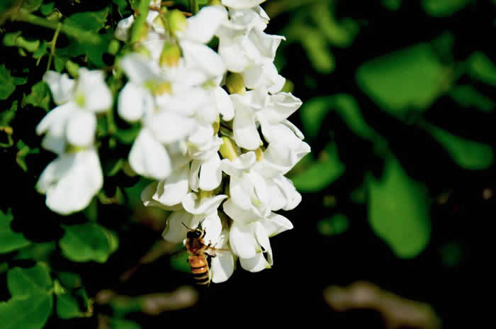 一箱意蜂洋槐花期能產(chǎn)多少蜜？