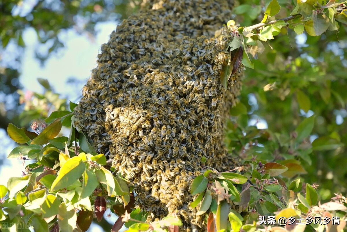 誘蜂技巧和方法（快速簡(jiǎn)單又高效的誘蜂技術(shù)和方法）