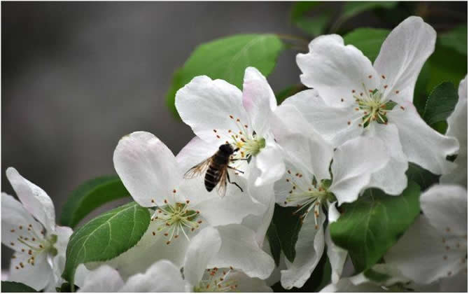 分蜂熱是怎么產生的？