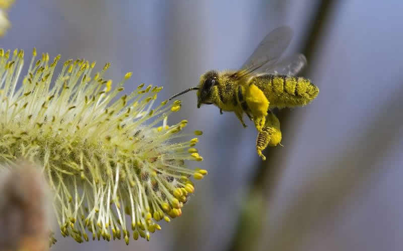 蜜蜂采花蜜是為了什么？