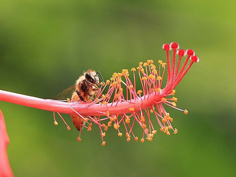 蜜蜂采花蜜是為了什么？