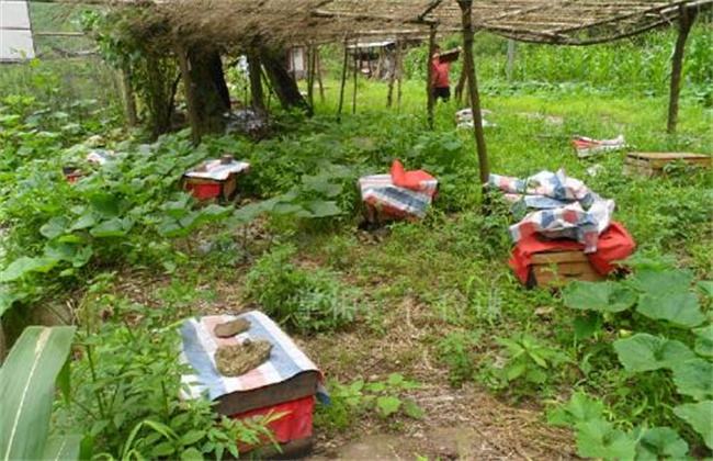 意蜜蜂養殖技術及注意事項