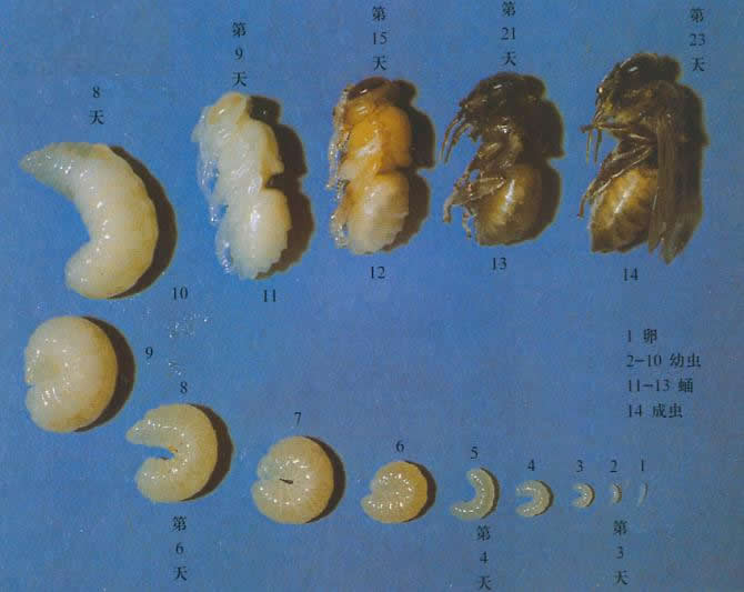 蜜蜂的生活習性及生長過程