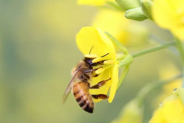 高加索蜂有毒嗎（高加索蜂生物學(xué)特性）