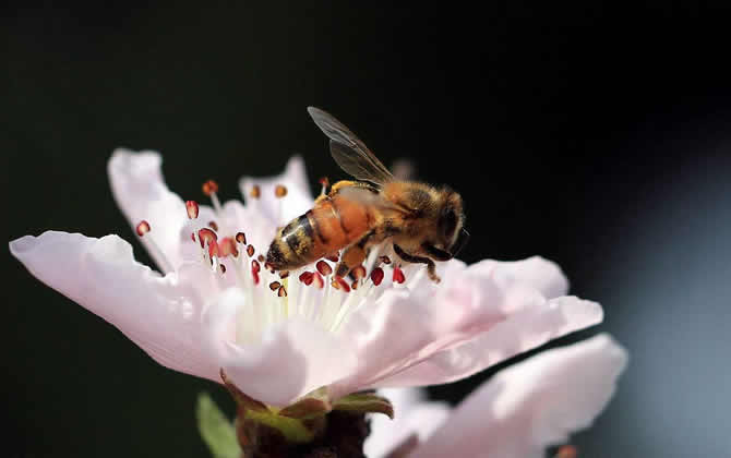 蜜蜂采蜜