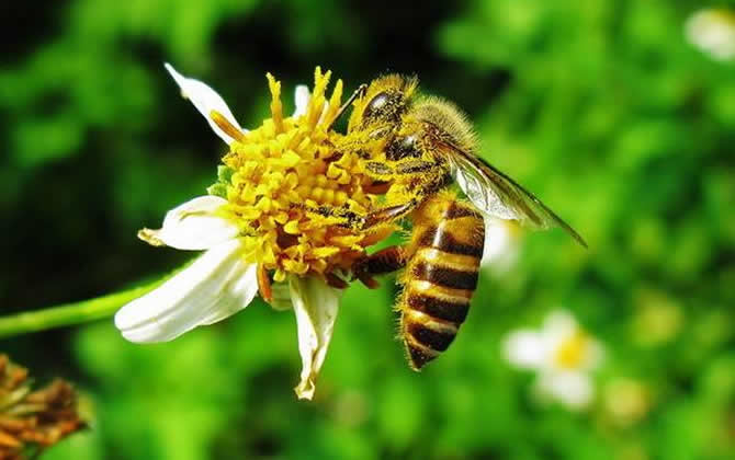 初學養蜂