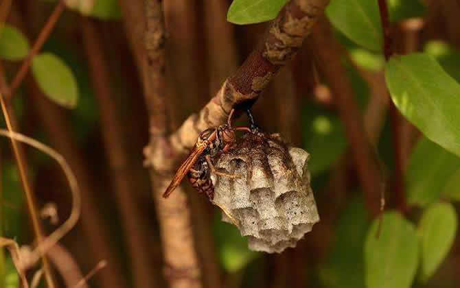 馬蜂窩