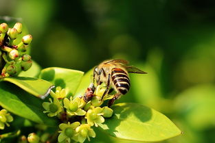 養(yǎng)蜂用的對聯(lián)（蜜蜂養(yǎng)殖業(yè)對聯(lián)大全）