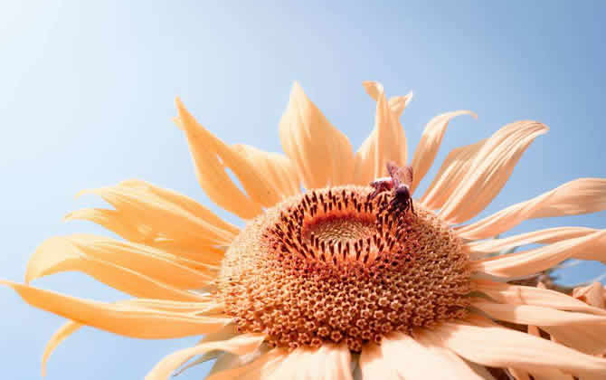 蜜蜂養殖技術之秋季蜂群管理技巧