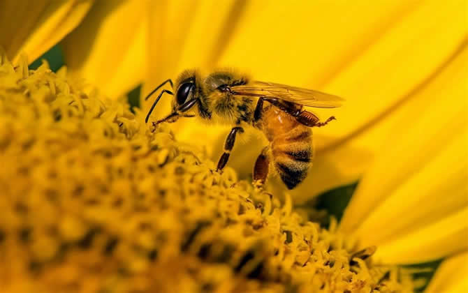 蜜蜂養殖技術之秋季蜂群管理技巧