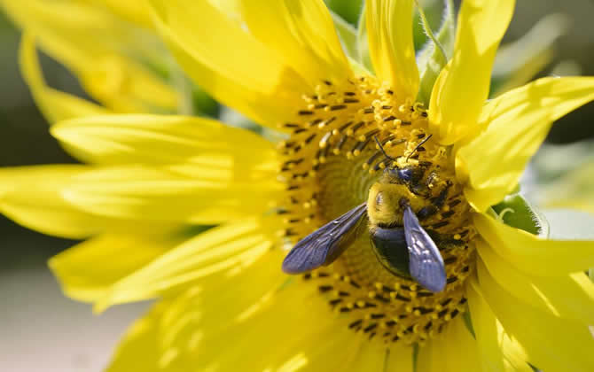 蜜蜂養殖技術之秋季蜂群管理技巧