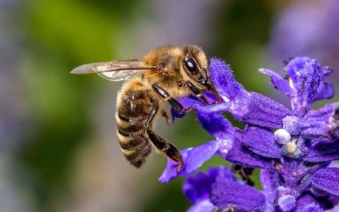 蜜蜂過冬