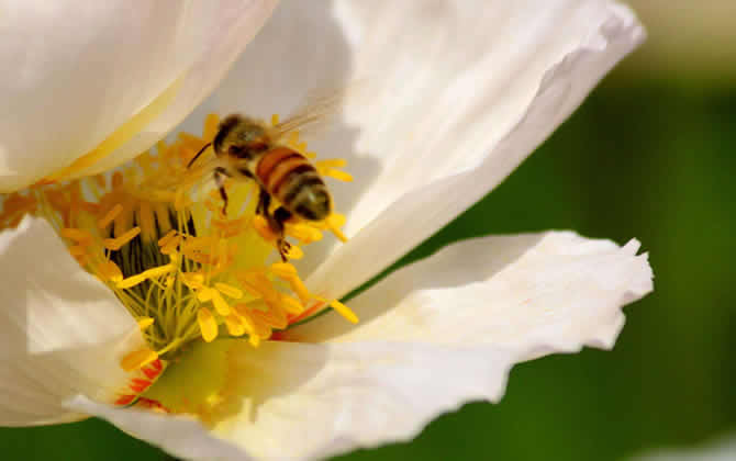 蜜蜂釀蜜