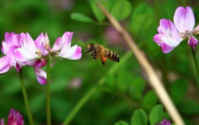 蜜蜂養殖