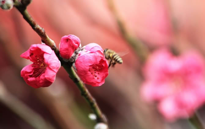 蜜蜂養殖