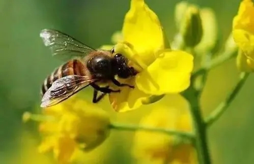 平湖漿蜂意蜂盜性強嗎