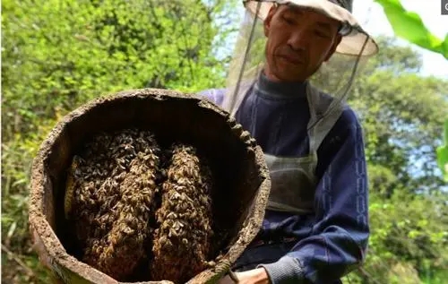 新買回來蜂蜜沒有子脾的幾天才穩(wěn)定下來去采花粉