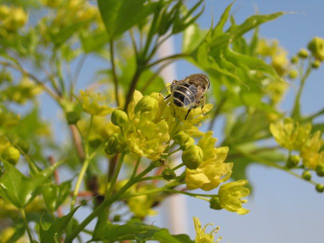 蜜蜂自然分蜂