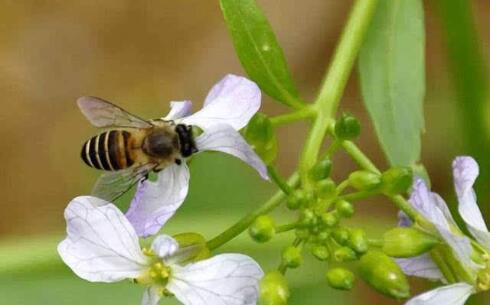 浙農大一號蜂優缺點?（“浙農大1號”意蜂）