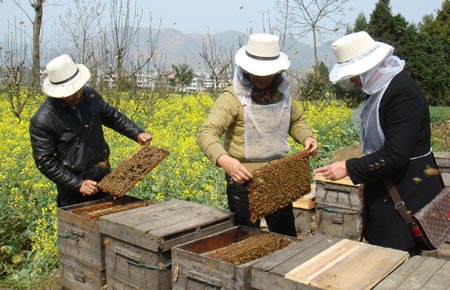 老式木桶養蜂怎么人工分蜂（木桶養蜂，如何進行人工分蜂）