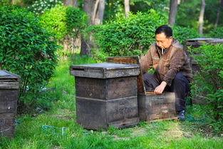 老式木桶養蜂怎么人工分蜂（木桶養蜂，如何進行人工分蜂）