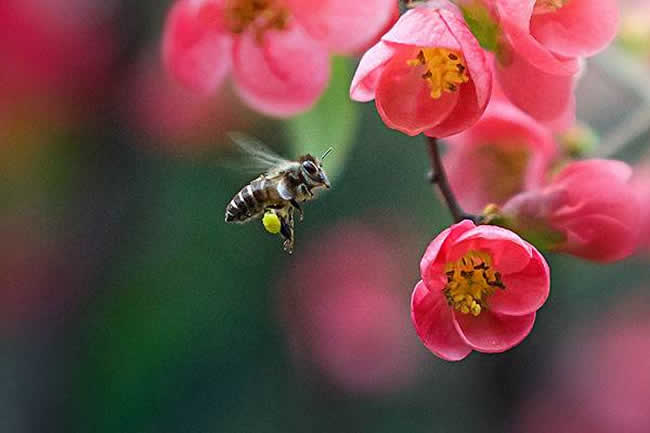 【蜜蜂知識(shí)】蜜蜂采蜜對(duì)花有什么好處？