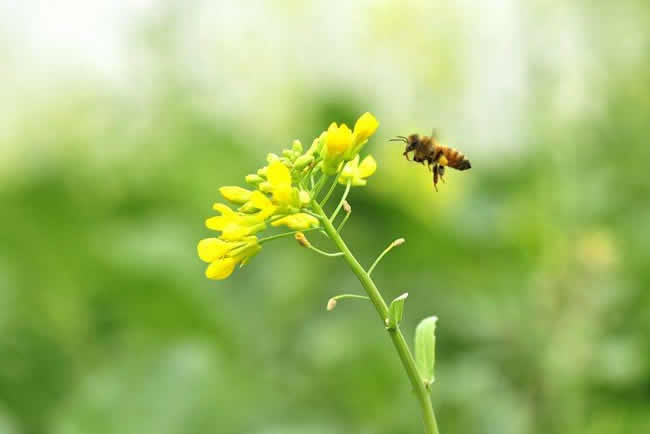 贊美蜜蜂的詩詞