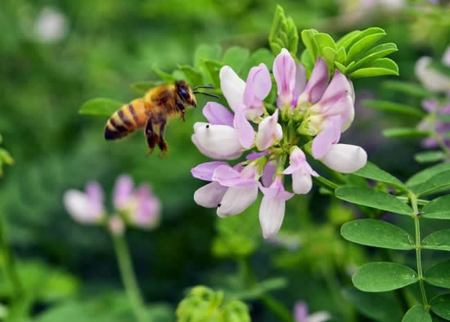 贊美蜜蜂的詩詞