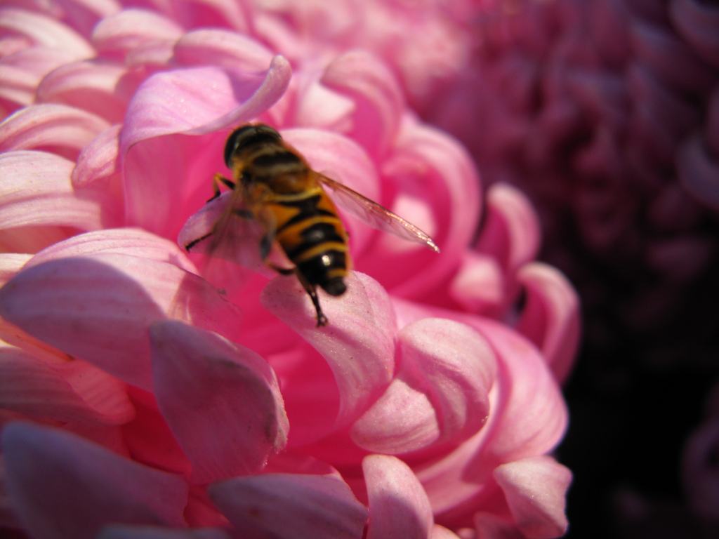 蜜蜂來家里是福還是禍?