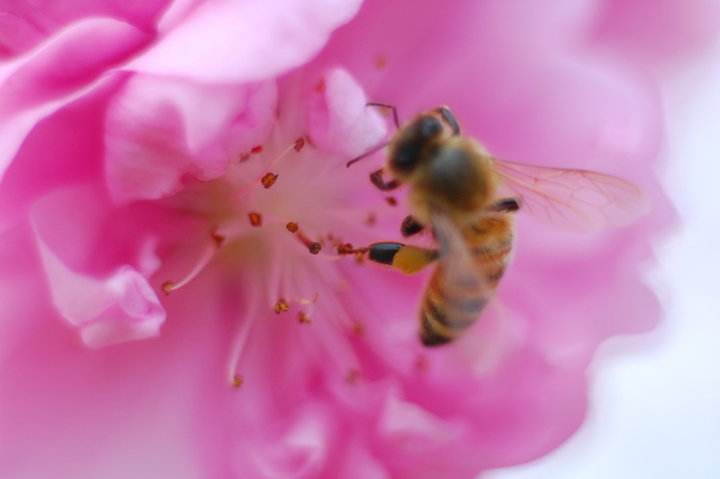 蜜蜂來家里是福還是禍?