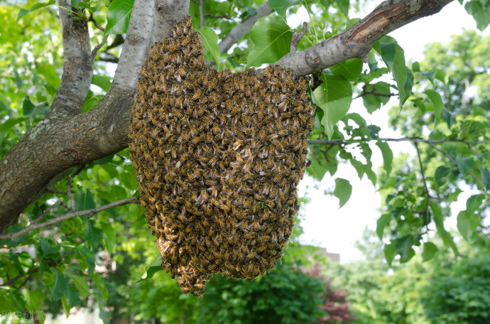 自然分蜂是工蜂先出巢門還是蜂王先出（蜂王先出后出的3種情況）