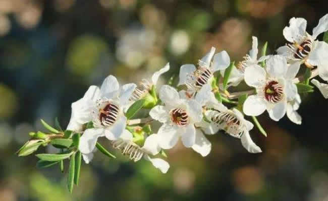 意大利蜜蜂什么時候秋繁？