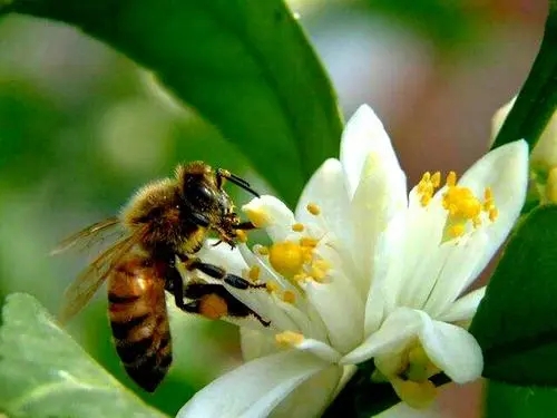 蜜蜂怕冷還是怕熱（蜜蜂為什么不怕熱）