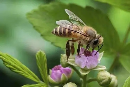 蜜蜂怕冷還是怕熱（蜜蜂為什么不怕熱）