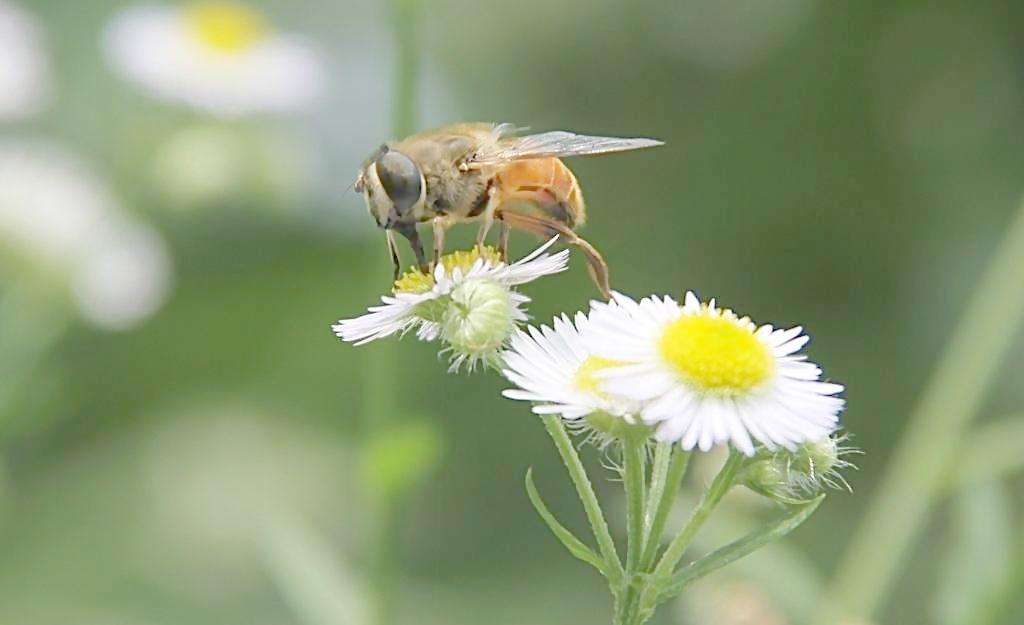 蜜蜂是每個季節都產蜜嗎？