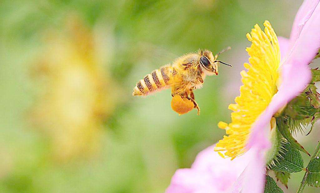 蜜蜂是每個季節都產蜜嗎？