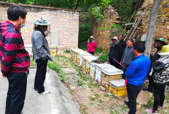 中蜂蜂場蜂箱之間的距離是多少（中蜂蜂箱擺放間隔距離多少）