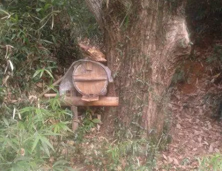 中蜂養殖場地的選擇（養蜂需要什么樣的場地）