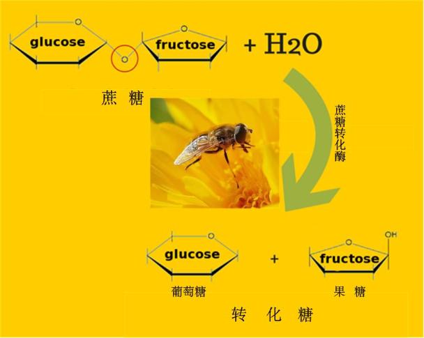 蜂蜜是蜜蜂吐出來還是拉出來的（蜜蜂產蜜過程詳解）