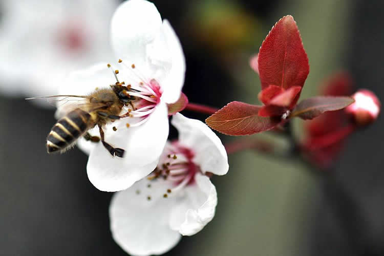 蜜蜂的資料有哪些內容？