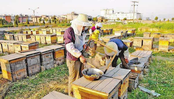 蜜蜂為什么棄巢逃跑（蜜蜂逃跑的原因）