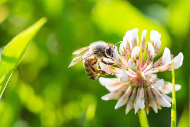 天氣冷了蜜蜂怎樣管理？