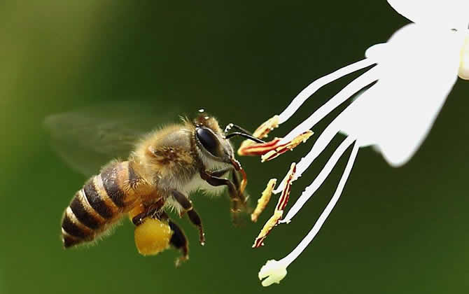 蜜蜂和螞蟻