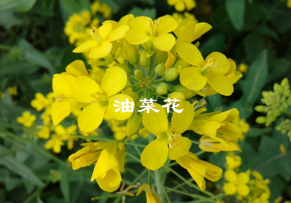 廣西油菜花什么時候開花（廣西油菜花開花時間）