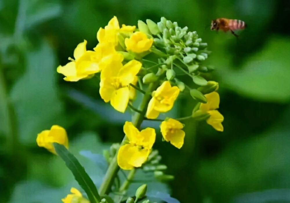 廣西油菜花什么時候開花（廣西油菜花開花時間）