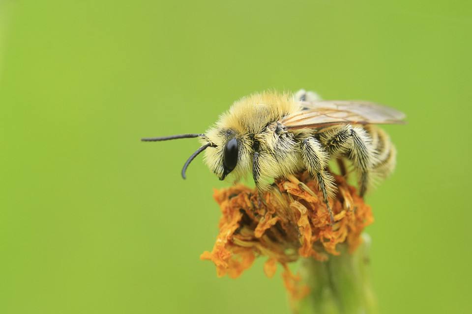 切葉蜂